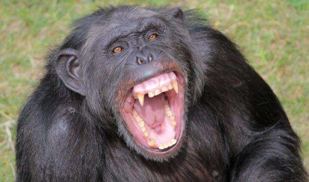 Angrychimp
