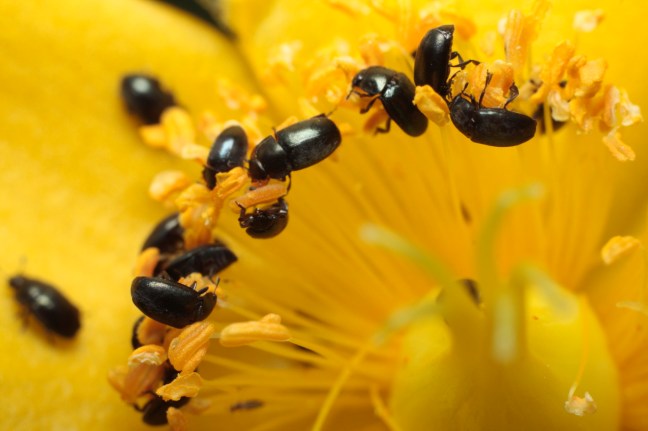 pollen-beetles