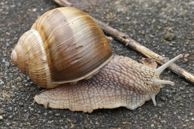 snail