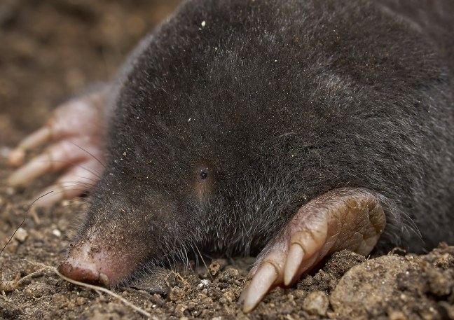 mole